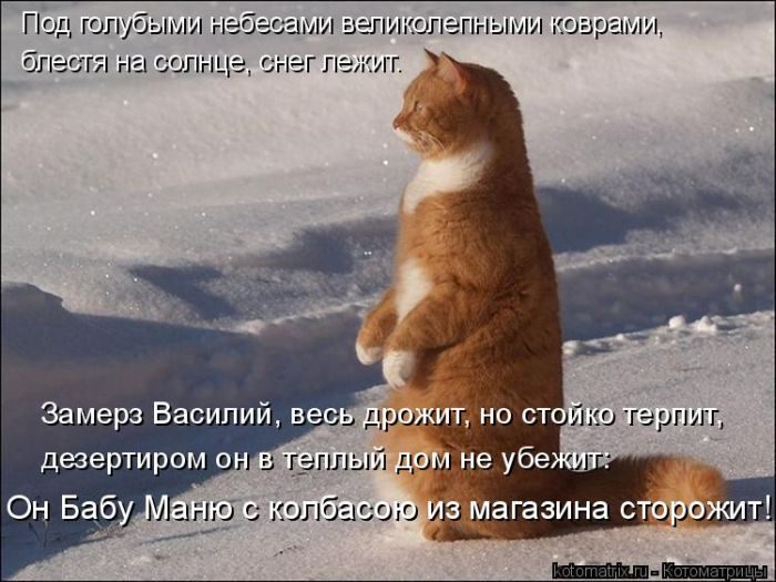 Лучшие котоматрицы недели