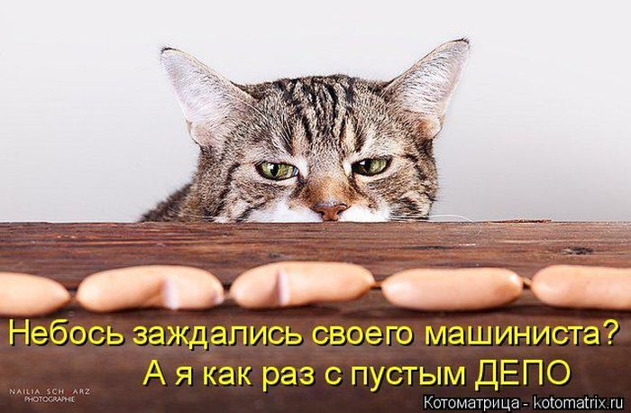 Лучшие котоматрицы недели