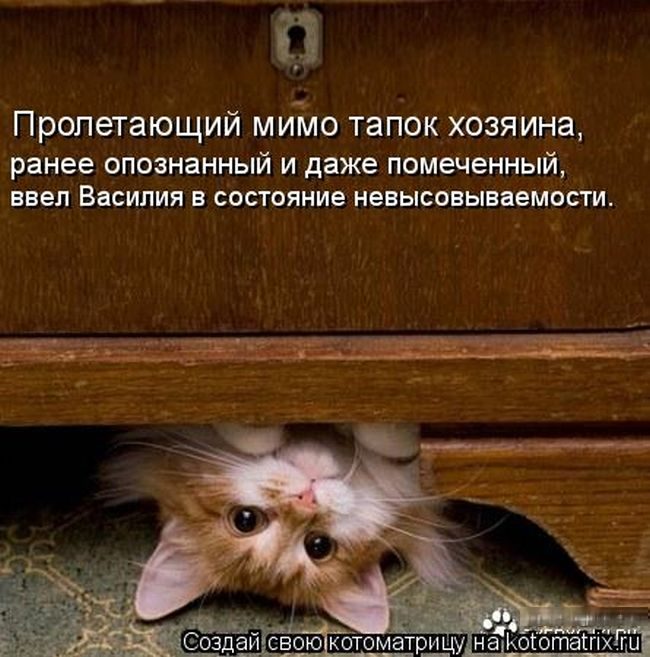 Лучшие котоматрицы недели