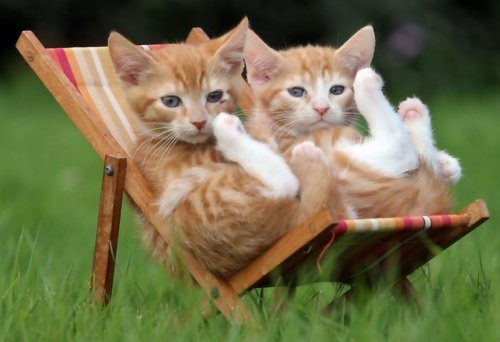 Кошки, знающие толк в летнем отдыхе