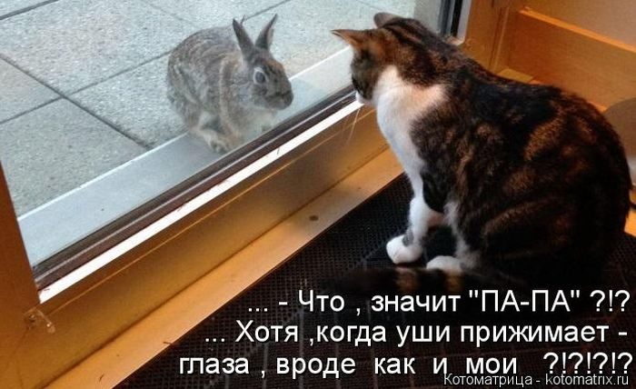 Лучшие котоматрицы недели