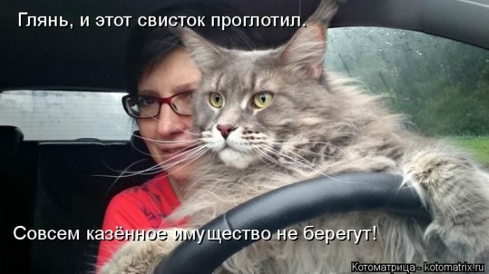 Лучшие котоматрицы недели