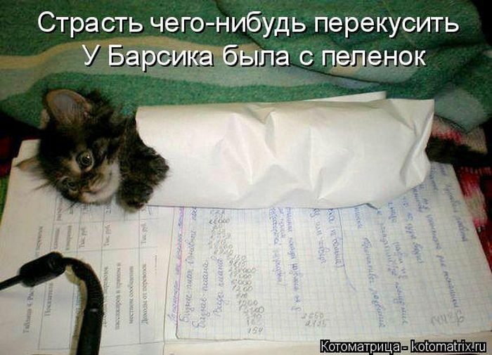 Лучшие котоматрицы недели