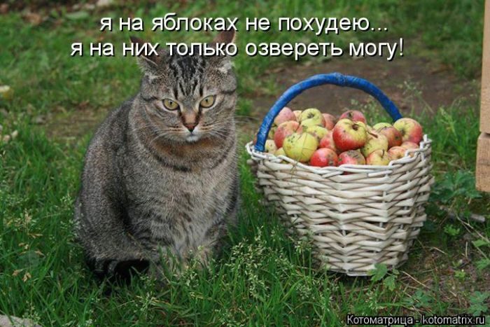 Лучшие котоматрицы недели