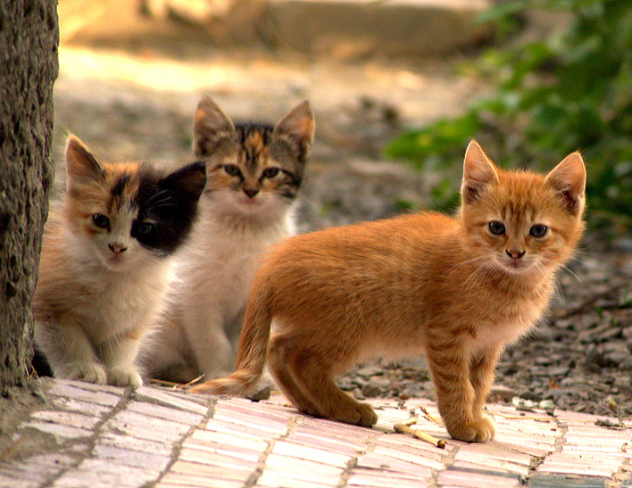 14 интересных фактов про кошек, о которых вы вряд ли знали