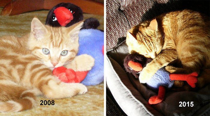 22 фото животных с их любимыми игрушками спустя много лет