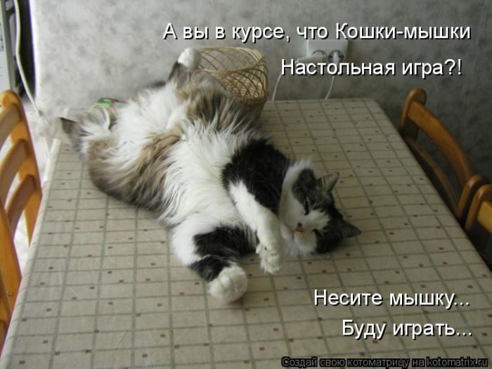 Лучшие котоматрицы недели