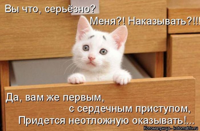 Лучшие котоматрицы недели