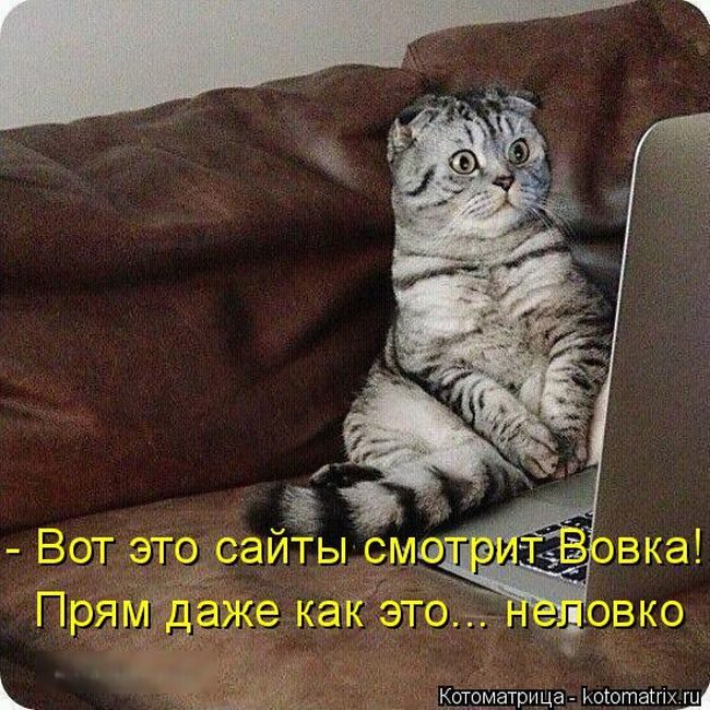 Лучшие котоматрицы недели