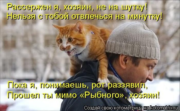 Лучшие котоматрицы недели