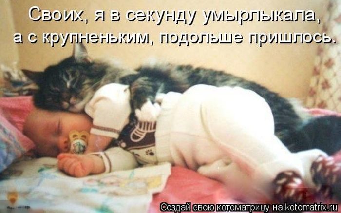 Лучшие котоматрицы недели