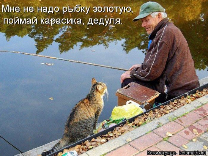 Лучшие котоматрицы недели