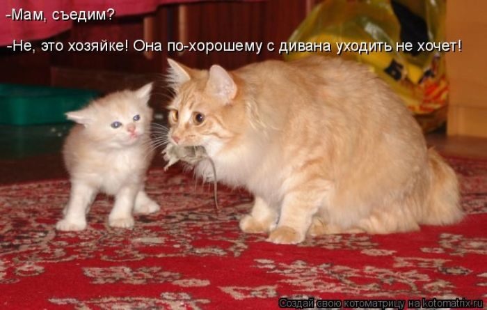 Лучшие котоматрицы недели