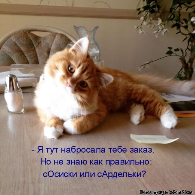 Лучшие котоматрицы недели