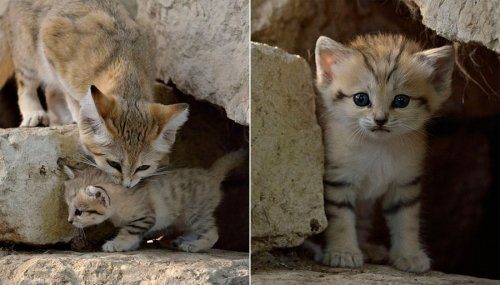 Барханные кошки - взрослые котята