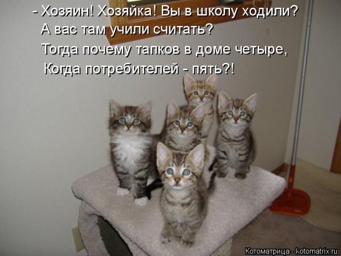 Лучшие котоматрицы недели