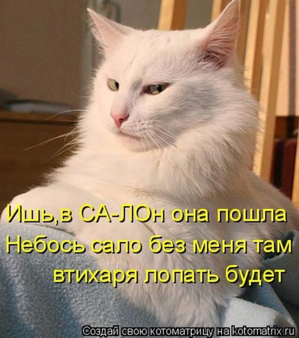 Лучшие котоматрицы недели