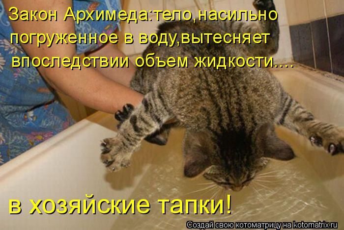 Лучшие котоматрицы недели