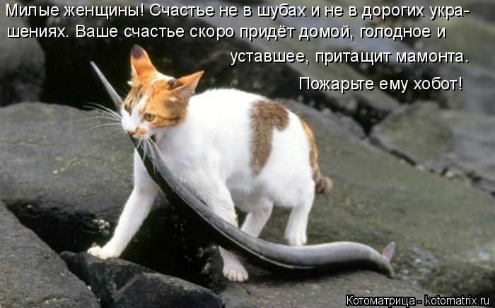 Лучшие котоматрицы недели