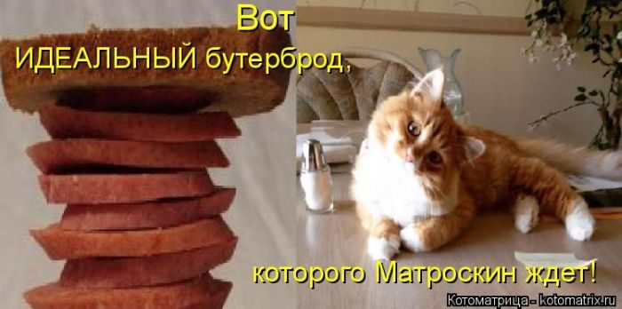 Лучшие котоматрицы недели