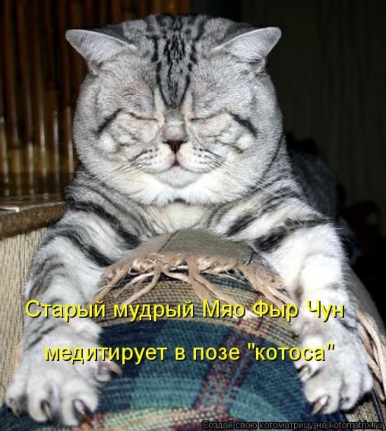 Лучшие котоматрицы недели