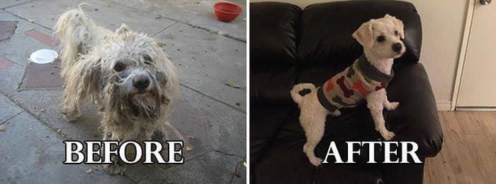 Фотографии собак до и после их фантастического преображения после спасения