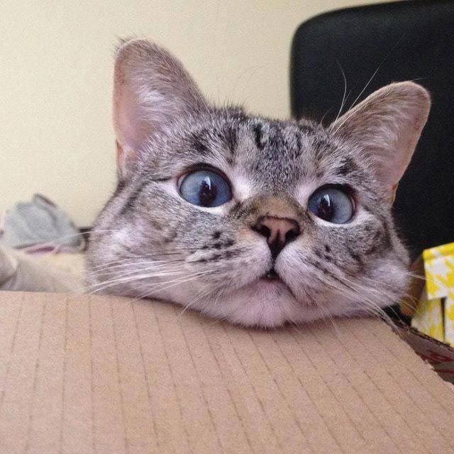 Нала – самая популярная кошка интернета, имеющая более 2 млн подписчиков на Instagram