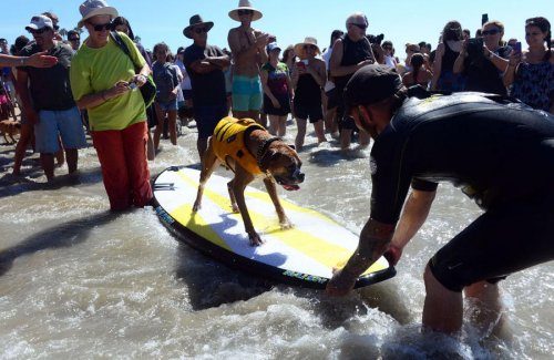 Соревнования среди собак-сёрфингистов