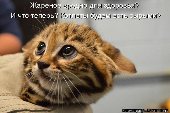 Лучшие котоматрицы недели