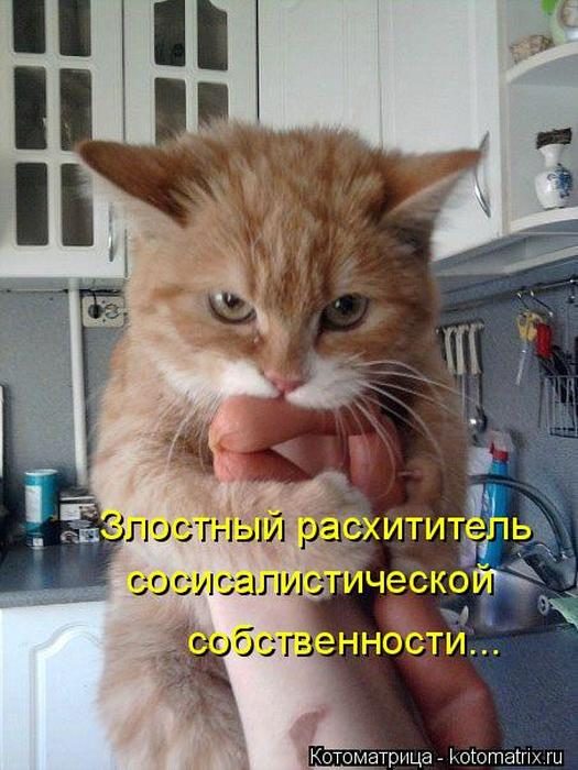 Лучшие котоматрицы недели