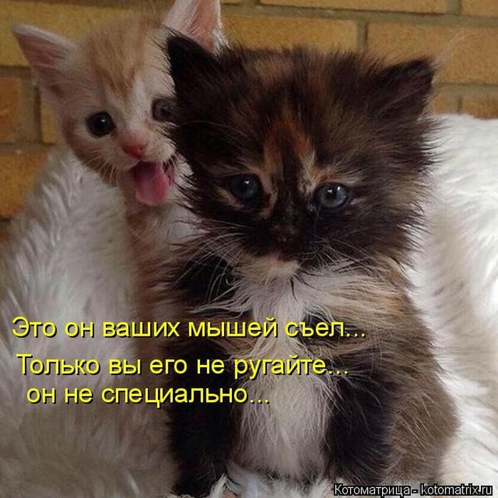 Лучшие котоматрицы недели