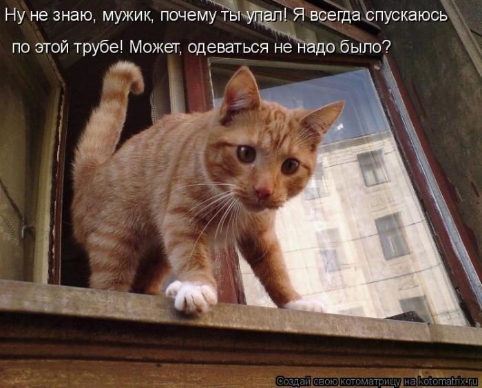 Лучшие котоматрицы недели