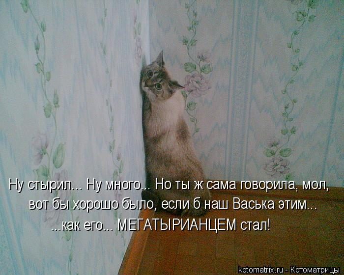 Лучшие котоматрицы недели