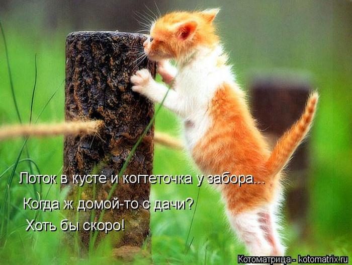 Лучшие котоматрицы недели