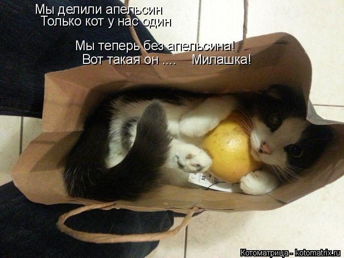 Лучшие котоматрицы недели