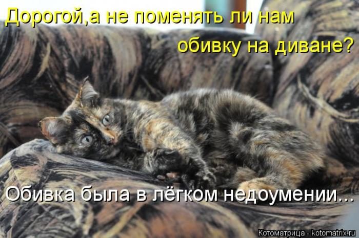 Лучшие котоматрицы недели