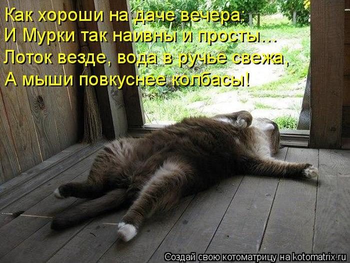 Лучшие котоматрицы недели