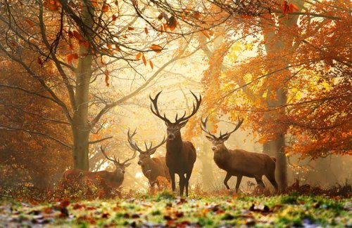 Животные и осень