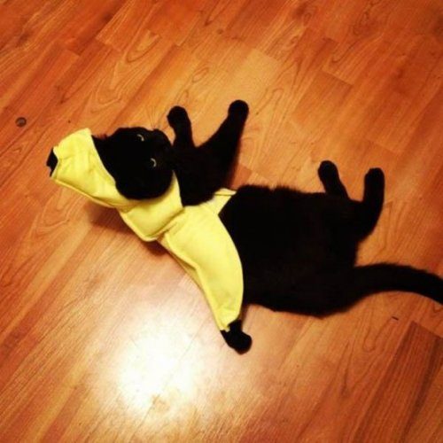 Кошки, недовольные своими хэллоуинскими костюмами