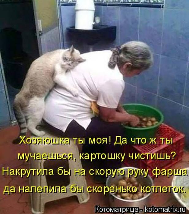 Лучшие котоматрицы недели