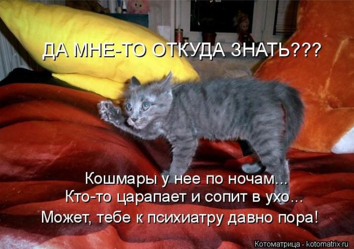 Лучшие котоматрицы недели