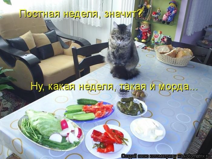 Лучшие котоматрицы недели