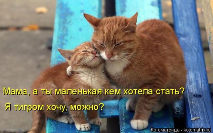 Лучшие котоматрицы недели