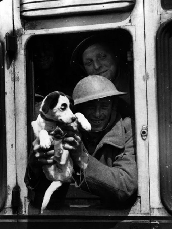 15 животных, принимавших активное участие во Второй мировой войне