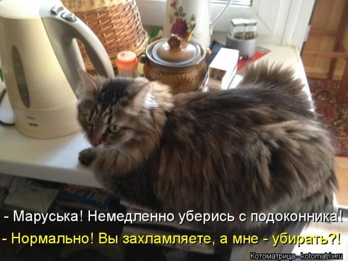 Лучшие котоматрицы недели