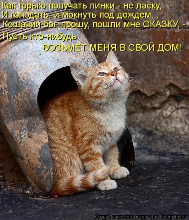 Лучшие котоматрицы недели