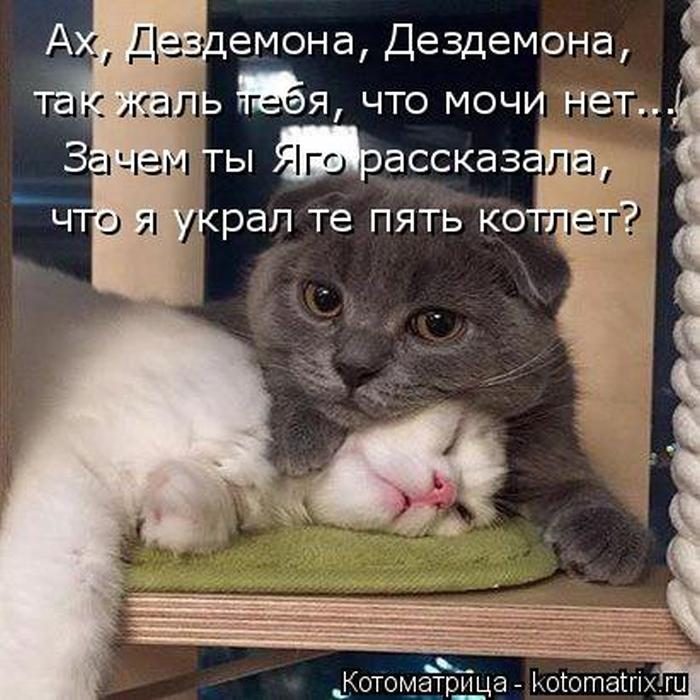 Лучшие котоматрицы недели