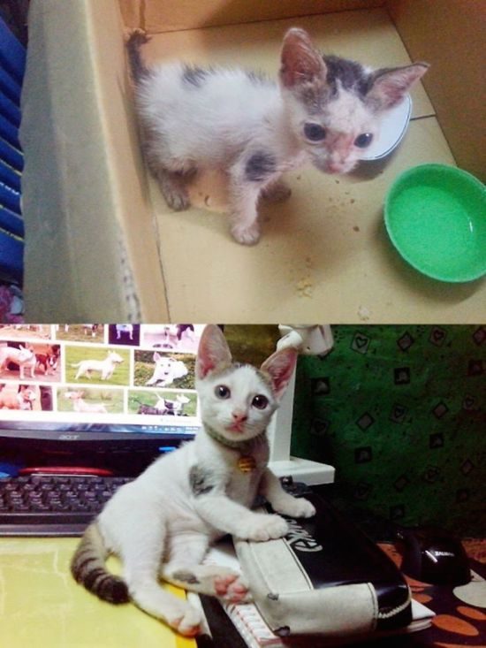 Подборка фотографий спасенных кошек