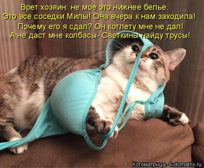 Лучшие котоматрицы недели