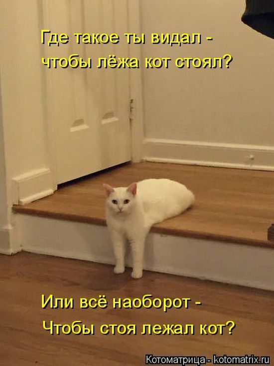 Лучшие котоматрицы недели